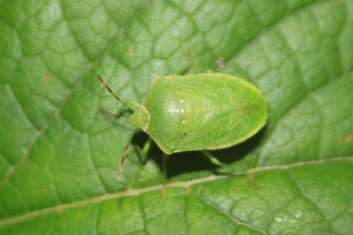 Réf. 270 525 : Nezara viridula